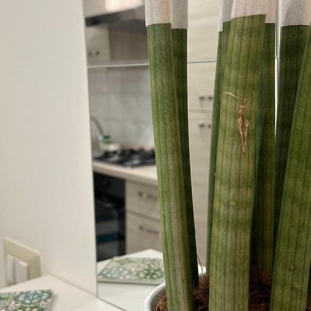 卡塔尼亚Old Town Mizzica公寓 外观 照片